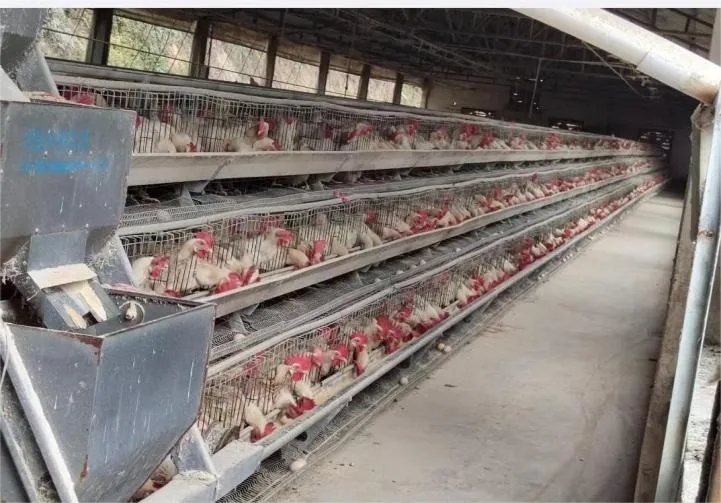 炎宁10对广东地区蛋鸡生产性能实例分享