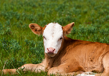 Yanning Kaikoubao Type II