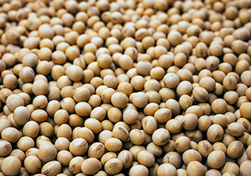 窖宁JN001发酵饲料