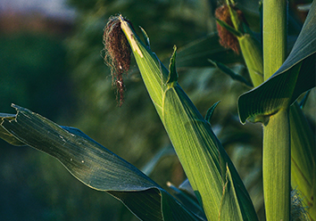 窖宁JN008青贮专用