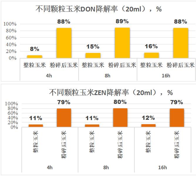 霉宁-毒立净降解酶对玉米粒的降解效率测试