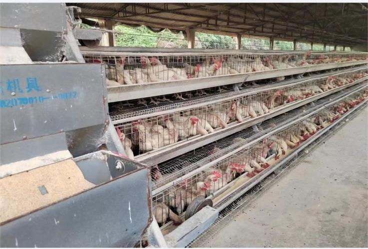Sharing of production performance examples of Yanning 10 pairs of laying hens in Guangdong region