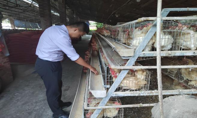 Example sharing of production performance of Yan Ning 10 pairs of laying hens in the late stage of egg production in Guangdong region